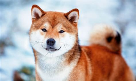 Shiba Inu Breed Characteristics Care And Photos Bechewy