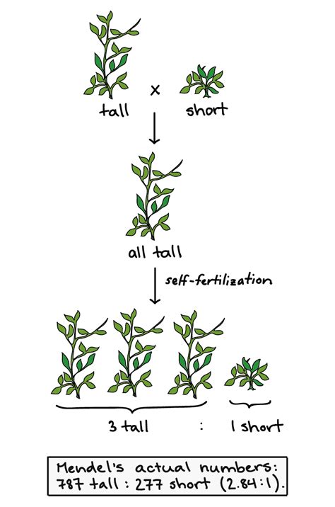 14 Mendel And His Peas Biology Libretexts