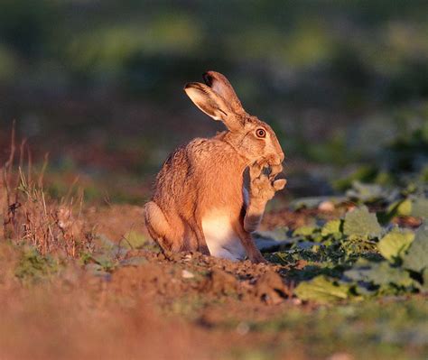 Brown Hare Toe Cleaning Evening Light Lepus Europaeus Flickr
