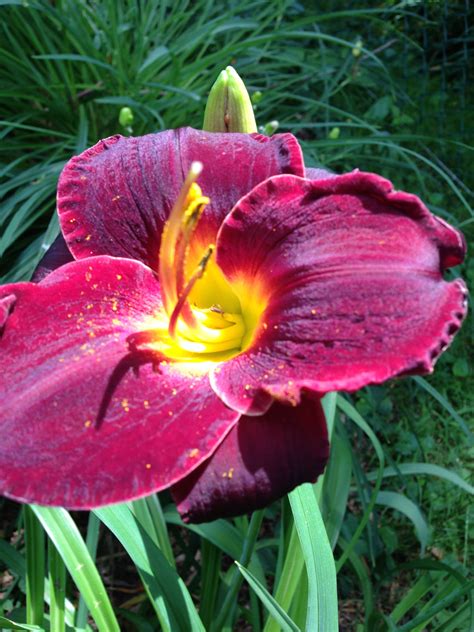 Wwe released bray wyatt 2 months ago; Pin by Deb Marietta Urban on Flowers and Fungi.....& Bob ...