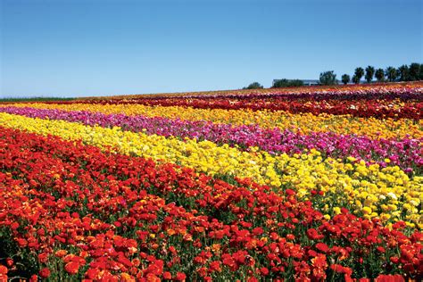 The Flower Fields At Carlsbad Ranch Opens Sunday March 1 Pubclub