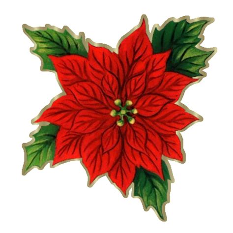 Entra aquí para colorear el dibujo de la flor de pascua o ponsetia y amplía así tu colección de imágenes navideñas. GRAN OFERTA EN PLANTA DE PASCUA