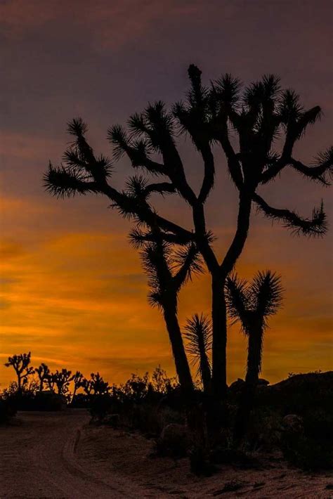 Desert Sunset Keys View Joshua Tree California Travel Past 50