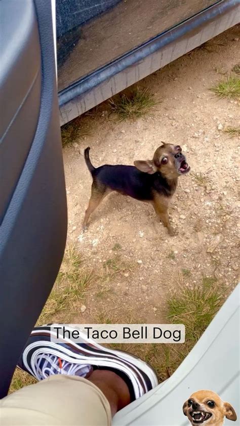 The Taco Bell Dog Dogs Puppies Dog Memes