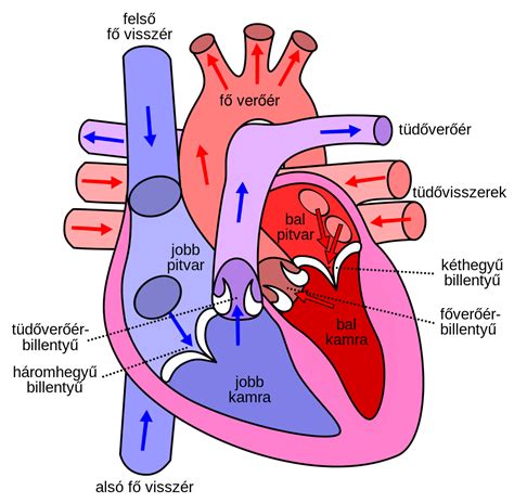 In this video i will draw human liver.the liver is an organ only found in vertebrates which detoxifies various metabolites,synthesizes protines and. File:Diagram of the human heart hu.svg - Wikimedia Commons