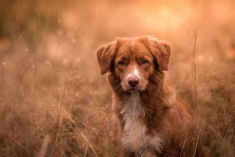 dogs hd wallpapers background images wallpaper abyss page