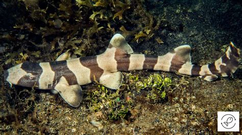 Brownbanded Bamboo Shark 101 And Some Interesting Facts