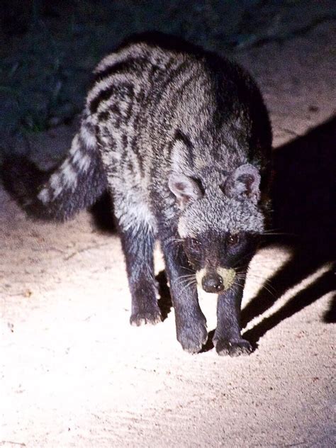 40 African Civet Facts Body Features Life And Behavior Owlcation