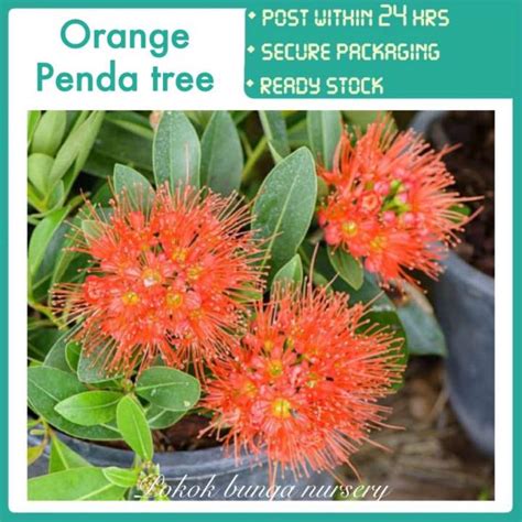 Pbn Orange Penda Tree Xanthostemon Chrysanthus Oren Water Banyan