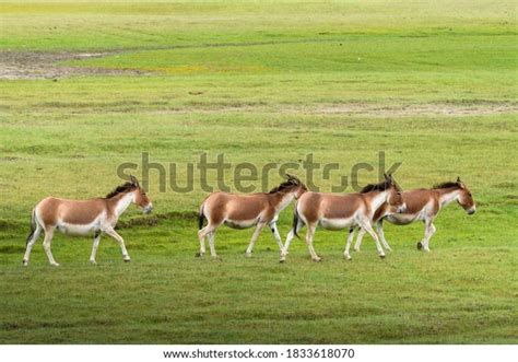 Tibetan Wildlife Donkeys Grass Field Karakoram Stock Photo 1833618070