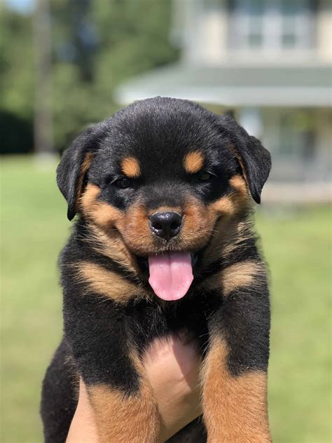 Louisiana Rottweiler Puppies For Sale Mississippi Rottweilers