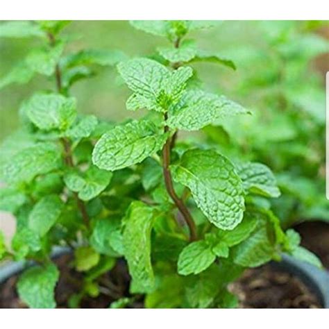 Mint / pudina powder may improve irritable bowel syndrome. Benih sayur sayuran segar(daun pudina) | Shopee Malaysia