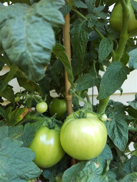 Several Green Tomatoes Growing On The Vine