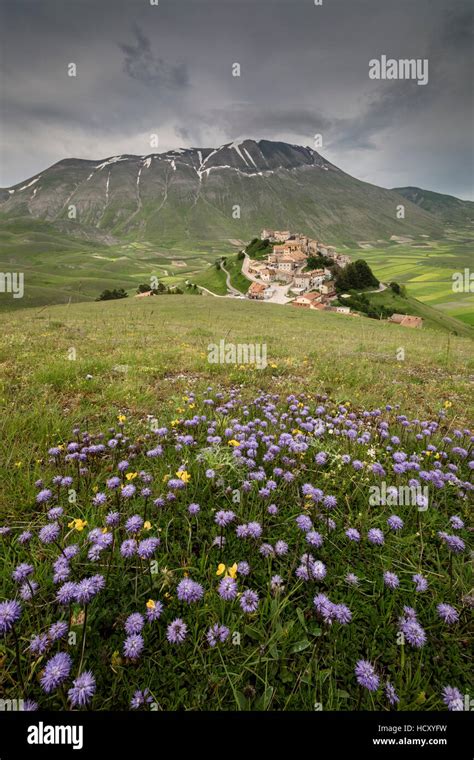 Colorful Flowers In Bloom Frame The Medieval Village Castelluccio Di