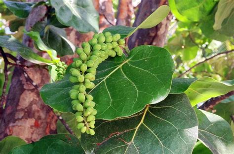 Sea Grape Facts For Kids Learn All About This Tropical Shrub Kidadl