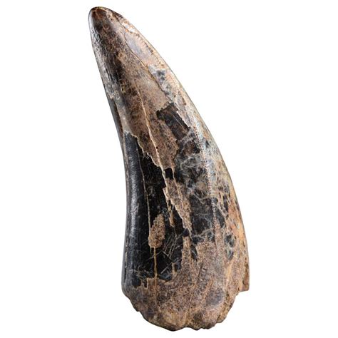 Adult T Rex Tooth Fossil Tyrannosaurus At 1stdibs