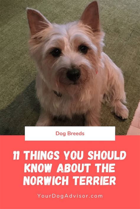 11 Things You Should Know About The Norwich Terrier Your Dog Advisor