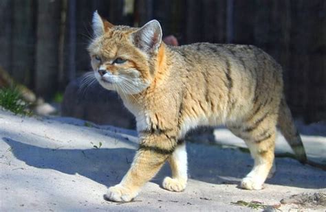 What Do Sand Cats Eat In The Desert