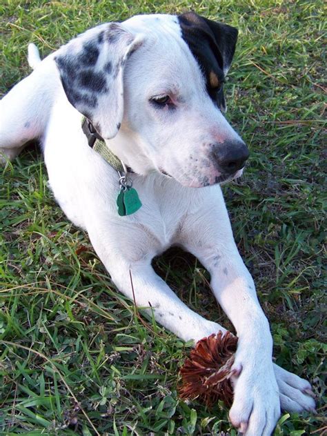 Explore more like blue heeler dalmatian mix. Pin on Dogs