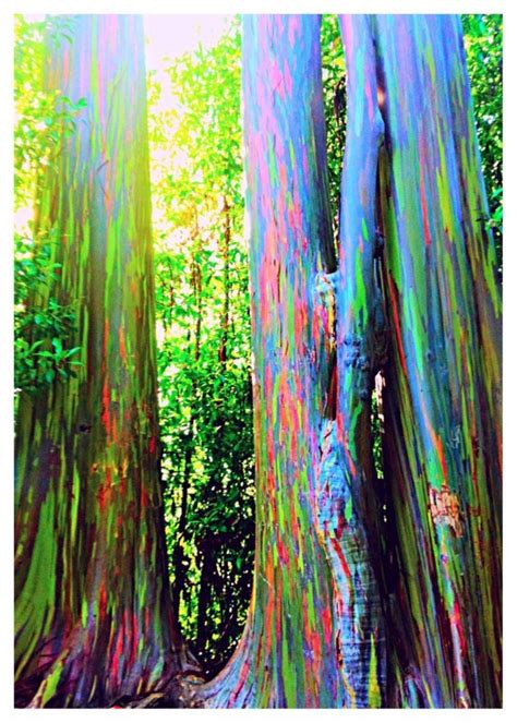 Rainbow Eucalyptus Forest Maui Eucalyptus Deglupta Eucalyptus Arc En