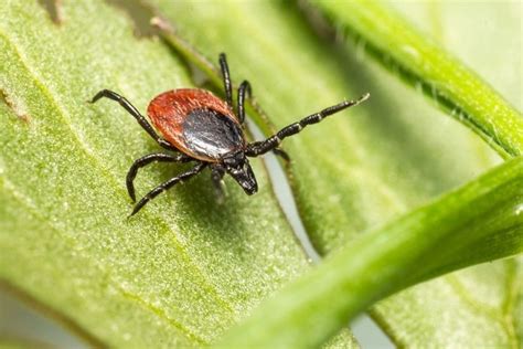 Tick Vs Bed Bug How To Tell The Difference Between Th