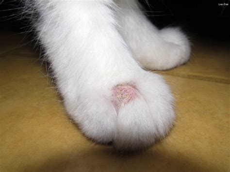 Can Ringworm Be Transmitted From Cats To Humans As A High Ejournal