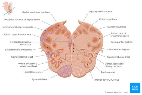 Parison of the regions of bold activity in the lower. Bookbrain Stem Nuclei / Localisation Of The Brainstem ...