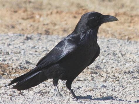 Common Raven Pajarito Environmental Education Center