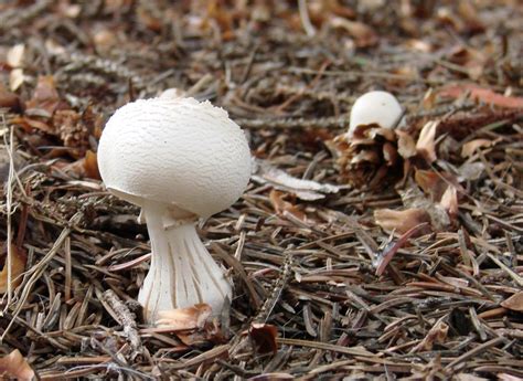 Backyard Mushrooms Smithsonian Photo Contest Smithsonian Magazine