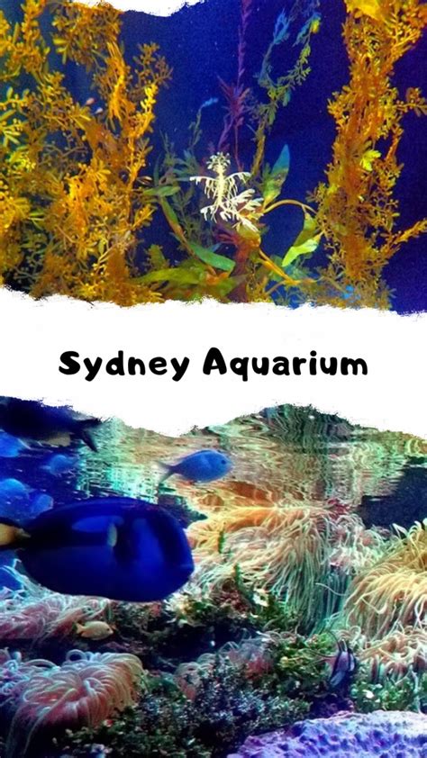 Photo Blog Sydney Aquarium Australia Travel