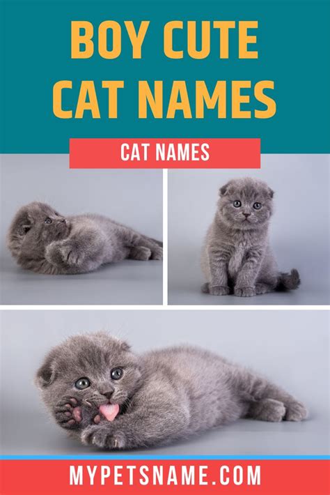 Boy Cute Cat Names Boy Cat Names Cute Cat Names Cat Names