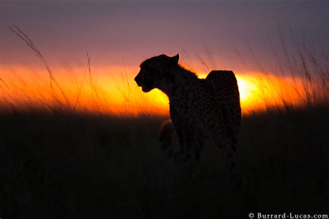 Cheetah At Sunset Burrard Lucas Photography