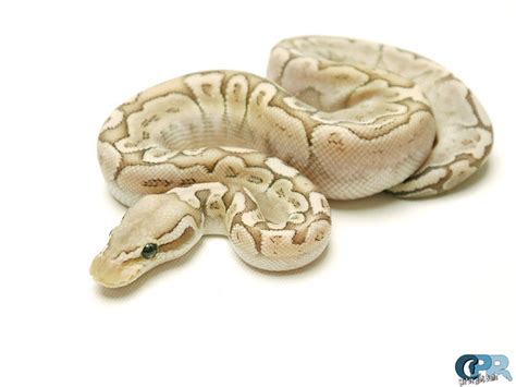 Bamboo Pastel Morph List World Of Ball Pythons
