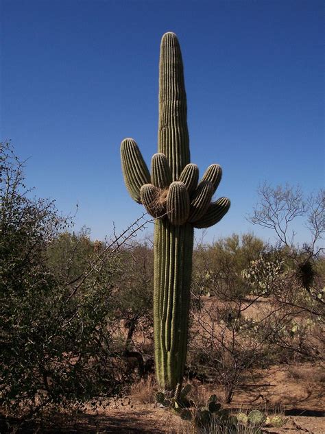 Clima Árido Características Flora Fauna Y Adaptabilidad