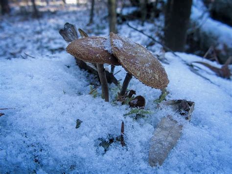 HD Wallpaper Mushroom Ice Snow Winter Cold Cold Temperature Land