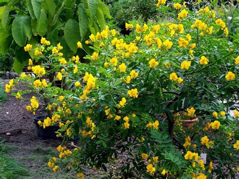 Plants Of The Genus Cassia Characteristics Uses And Care Gardening On