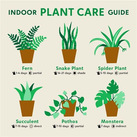 Plant Care Basics Indoor Plants The Find By Zulily
