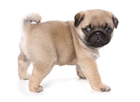 How Much Do Pug Puppies Cost How Much Does A Pug Puppy Cost Click The