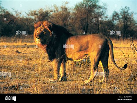 A Fine Heavily Black Maned Male Lion Hwange National Park Zimbabwe