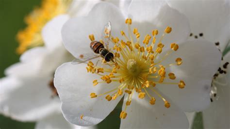 Honey On Beautiful White Multiflora Rose Hd Wallpapers