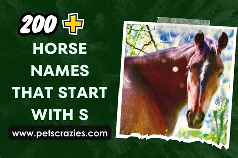 200 Horse Names That Start With S Magic Of S Names