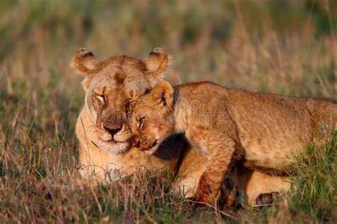 Cub Di Leone Che Gioca Con Il Fratello Lago Nakuru Fotografia Stock Immagine Di Predatore