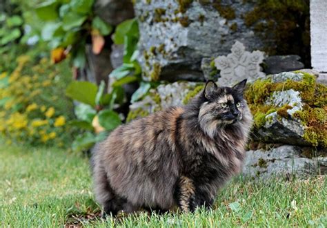 Cat Breeds With Ear Tufts With Pictures Pet Keen
