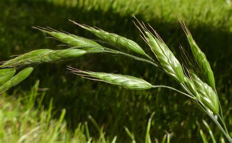 You can also tell species of grass apart by their growth habit as some grass types. Grass Identification: The Tribes of grasses 3 - Bromeae ...