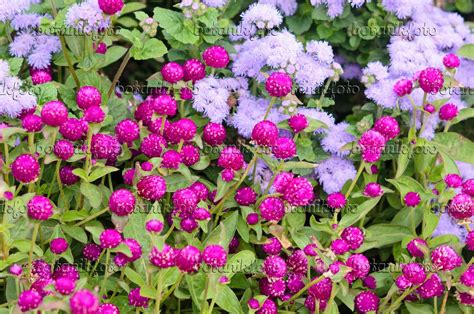 Images Gomphrena Globosa Images De Plantes Et De Jardins Botanikfoto