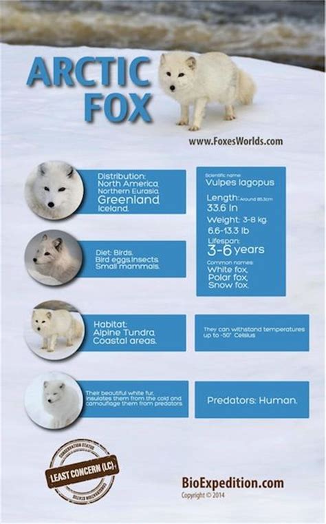 Arctic Fox Information Sheet For Kids