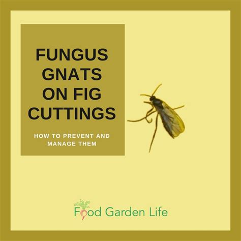 Guide To Controlling Fungus Gnats On Fig Cuttings — Food Garden Life