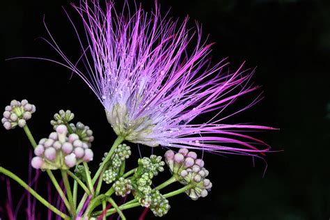 The Pink Mimosa Flower Photograph By Jc Findley Fine Art America