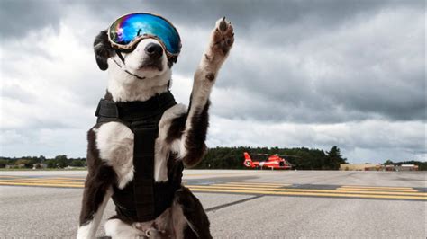 Traverse City Airport Dog Piper Dies After Battle With Cancer