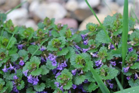 They may have flowered before in late may, but due to the mix of plants it's possible it was something else. How to Get Rid of Creeping Charlie Ground Ivy | Dengarden